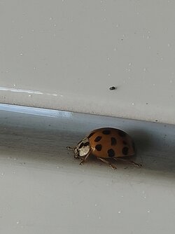 IMG20250629133217~2.jpg