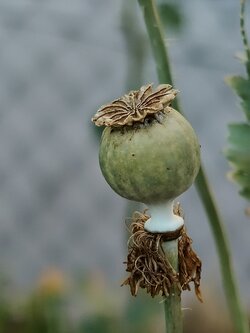 IMG20250629200351~2.jpg