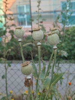IMG20250629200321~2.jpg