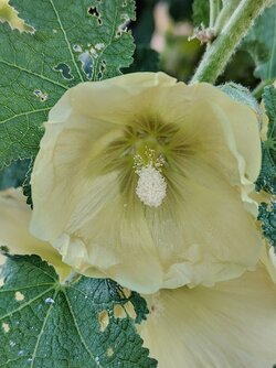 IMG20250629195050~2.jpg