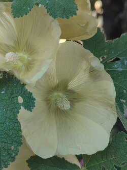 IMG20250629195044~2.jpg