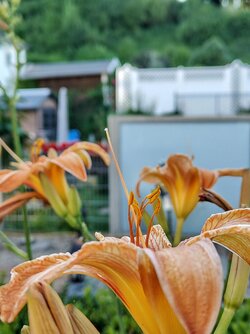 IMG20250629200726~2.jpg