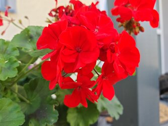 IMG_20250629_143245.jpg