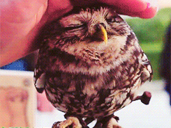 cute owl.gif