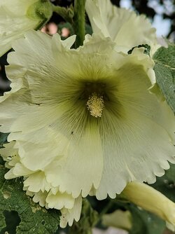 IMG20250702190247~2.jpg