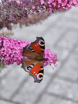 IMG_20250702_154505.jpg
