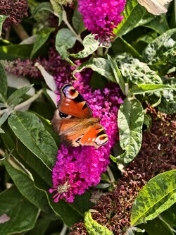 IMG_20250628_174653.jpg