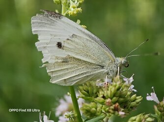 IMG20250703132306.jpg