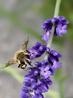 IMG_20250703_163632.jpg