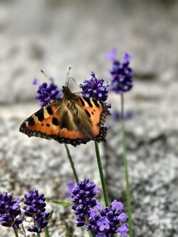 IMG_20250703_163736.jpg