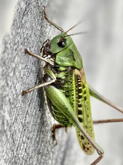 IMG_20250703_164517.jpg