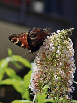 IMG_20250704_124016.jpg