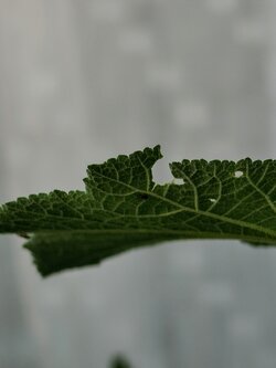 IMG20250704182532~2.jpg