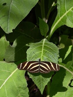 IMG_20250705_092316.jpg