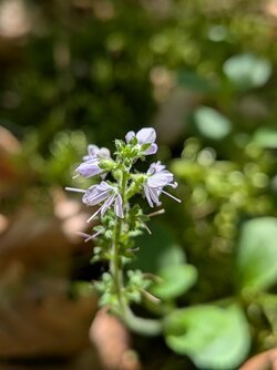 PXL_20250620_102157540.MACRO_FOCUS.jpg
