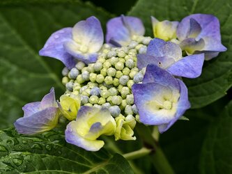 IMG_20250706_144359.jpg