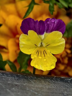 IMG_20250706_144916.jpg