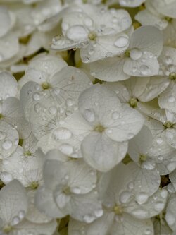 IMG_20250706_145217.jpg
