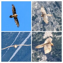 20250707_134822-COLLAGE.jpg