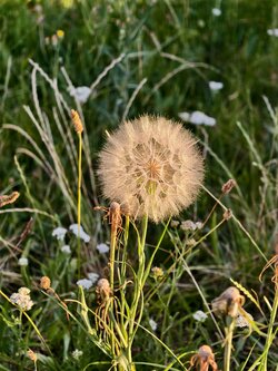 IMG_20250707_195230.jpg