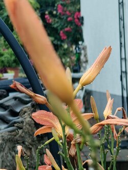 IMG20250708132800~2.jpg