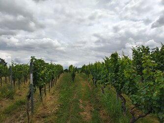 IMG_20250708_145125517_HDR.jpg