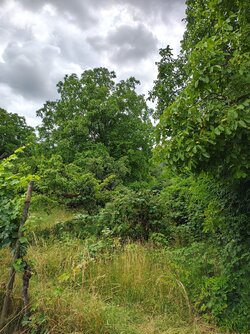 IMG_20250708_145203035_HDR.jpg