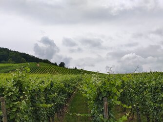IMG_20250708_151227531_HDR.jpg