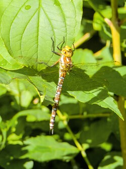 IMG_20250705_084238-HDR_P3.jpg