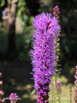 IMG_20250710_131644.jpg