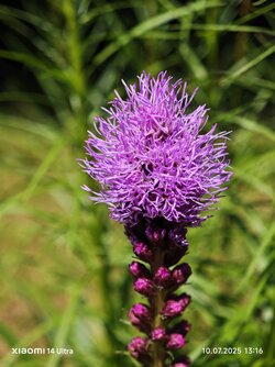 IMG_20250710_131632.jpg