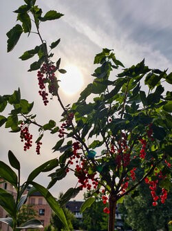 IMG_20250704_184641.jpg