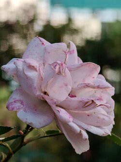 IMG20250710173252~2.jpg