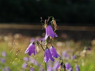 IMG_20250711_083644.jpg