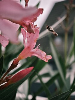IMG_20250712_104628.jpg