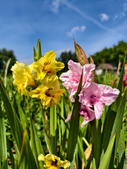 IMG_20250712_135109.jpg
