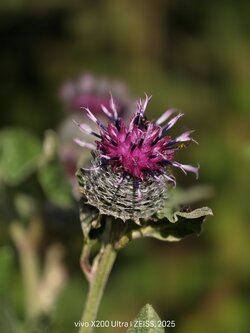 IMG_20250712_185644.jpg