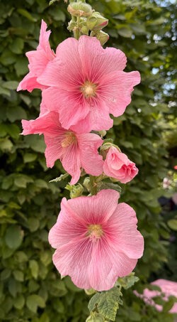 IMG_1629.jpeg