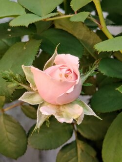 IMG20250713171307~2.jpg