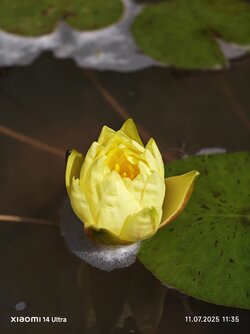 IMG_20250711_113528.jpg