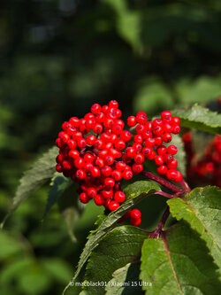 IMG_20250713_180159.jpg