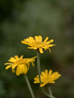 IMG_20250714_071148.jpg