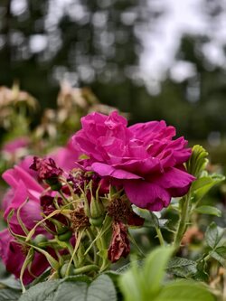 IMG_20250712_102657.jpg