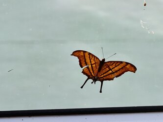 IMG_20250714_163858.jpg