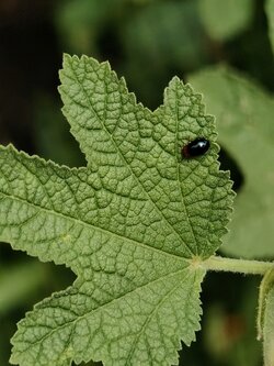 IMG20250715143437~2.jpg