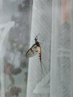 IMG20250715143500~2.jpg