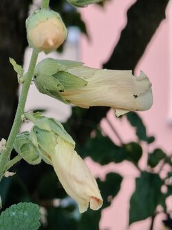 IMG20250715143423~2.jpg
