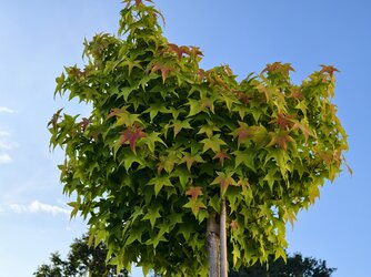 IMG_20250715_193320.jpg