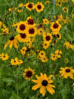 IMG_20250715_193049.jpg