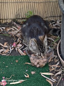 IMG_20250715_194343.jpg